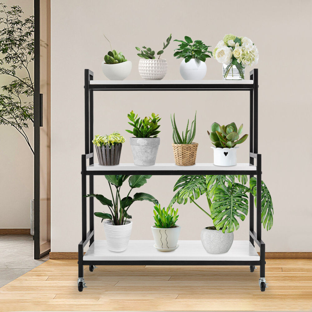 pothos neon Pothos Epipremnum aureum 'Variegated Neon' main image 1
